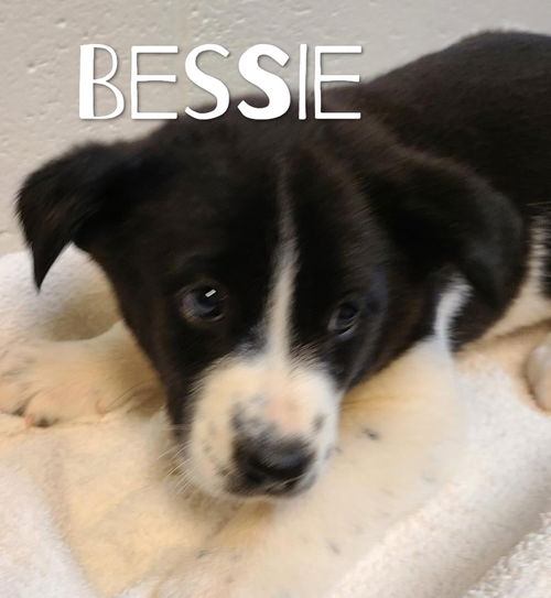 Bessie