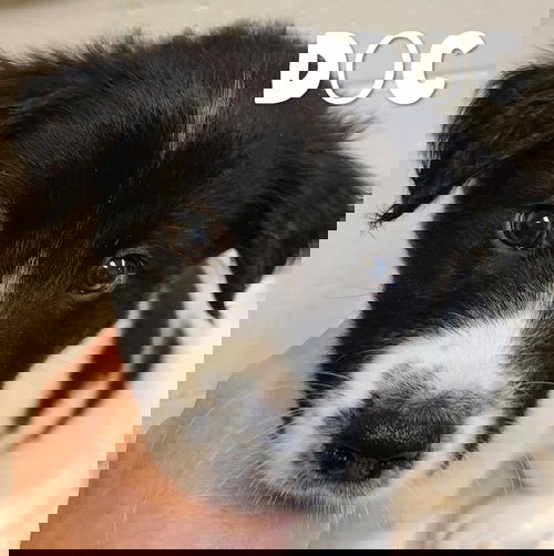 Doc
