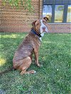 adoptable Dog in , IA named Diesel