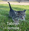 Tabby