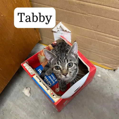 Tabby