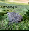 Little Black