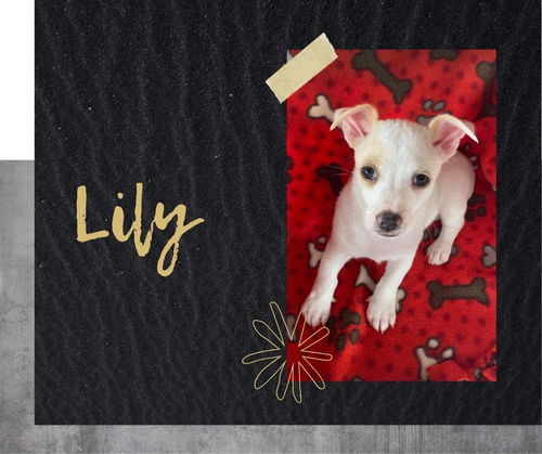 Lily