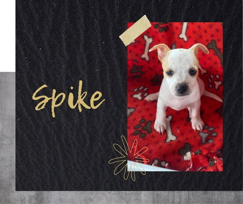 Spike