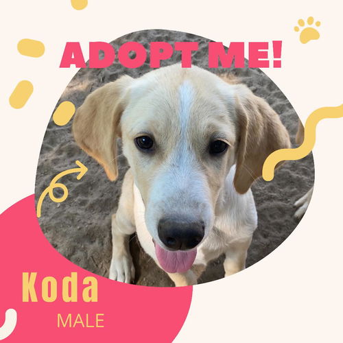 Koda