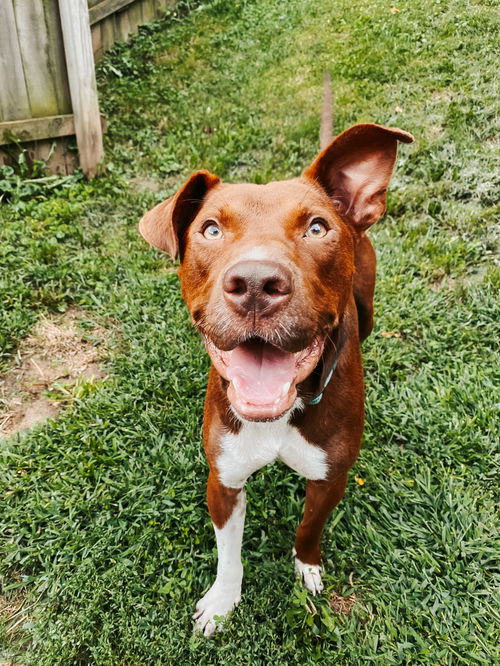 Luca