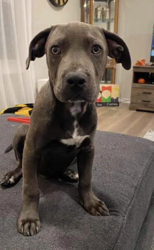 Moose