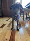 Skye