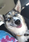 Ruby (husky/Aussie)