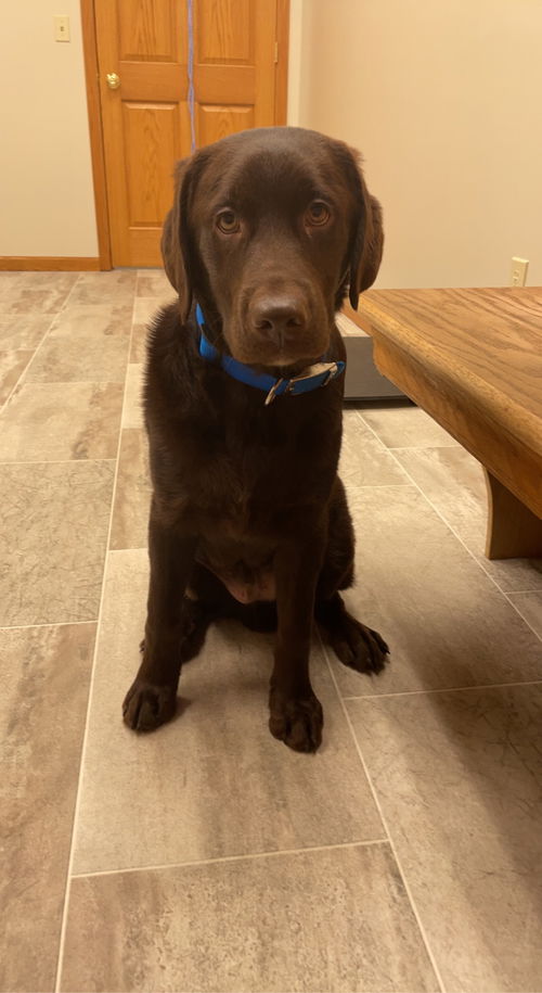 Moose