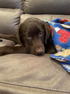 Moose
