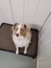 Murphy