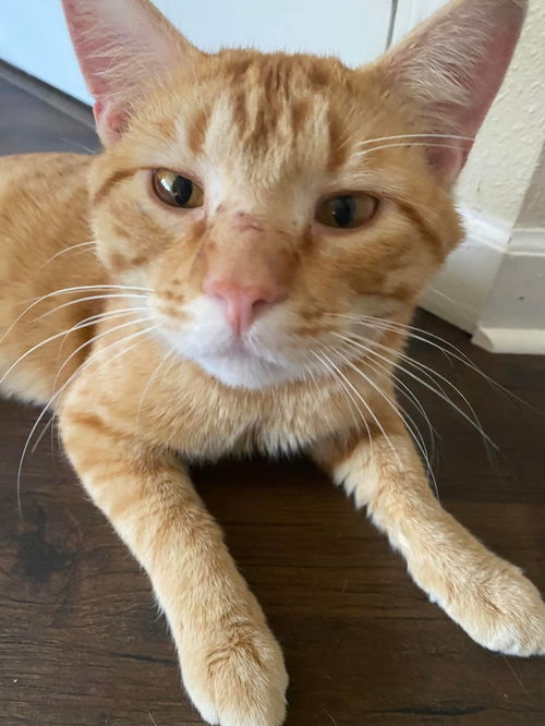 Milo
