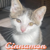 Cinnamon