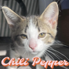 Chili Pepper