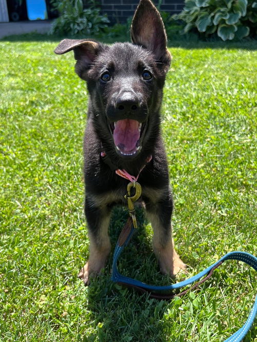 Josie