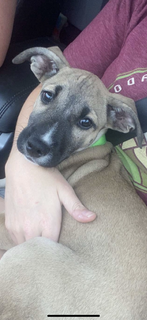 Stella