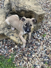 Stella