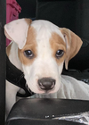 Jovi