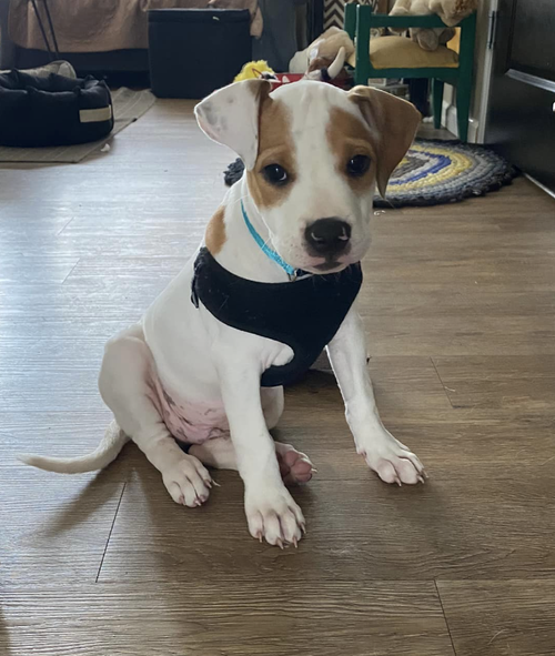 Jovi