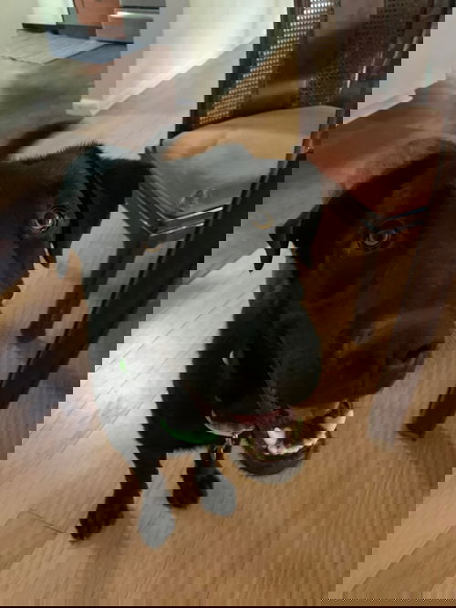 Duke