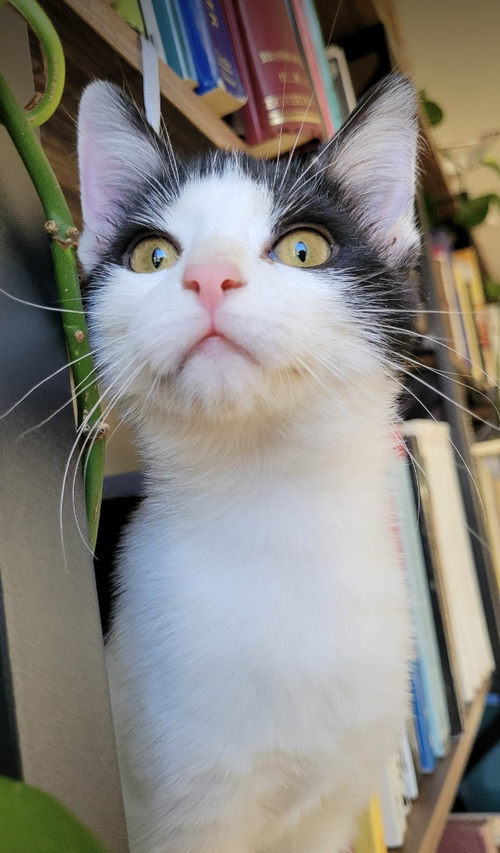 Ariel