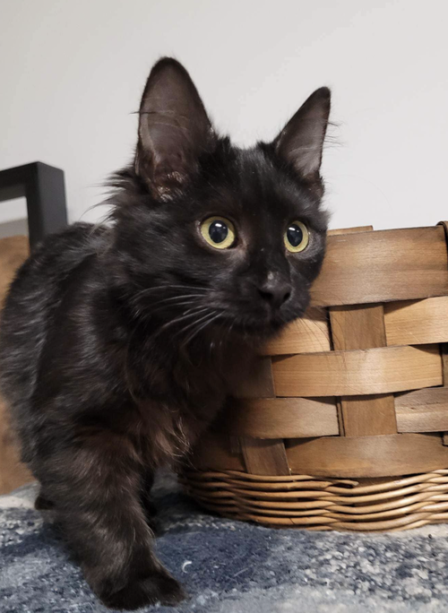 Sebastian