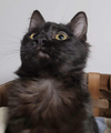 Sebastian