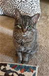 adoptable Cat in coralville, IA named Sophie