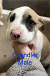 Chandler