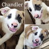 Chandler