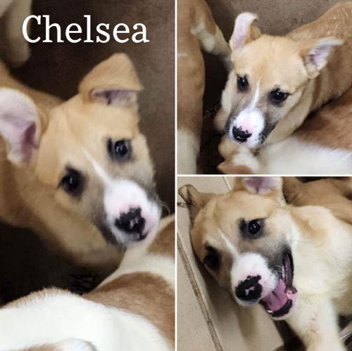 Chelsea