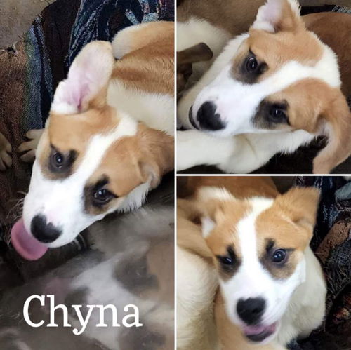 Chyna