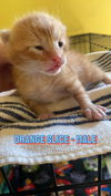 Orange Slice