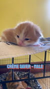 Cremé Saver