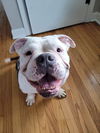 Louie