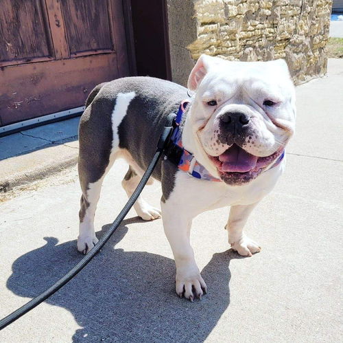 Louie
