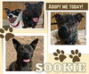 Sookie