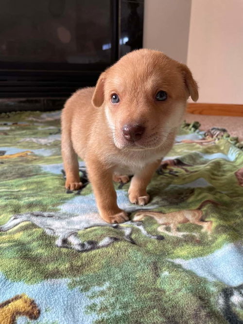 Flynn