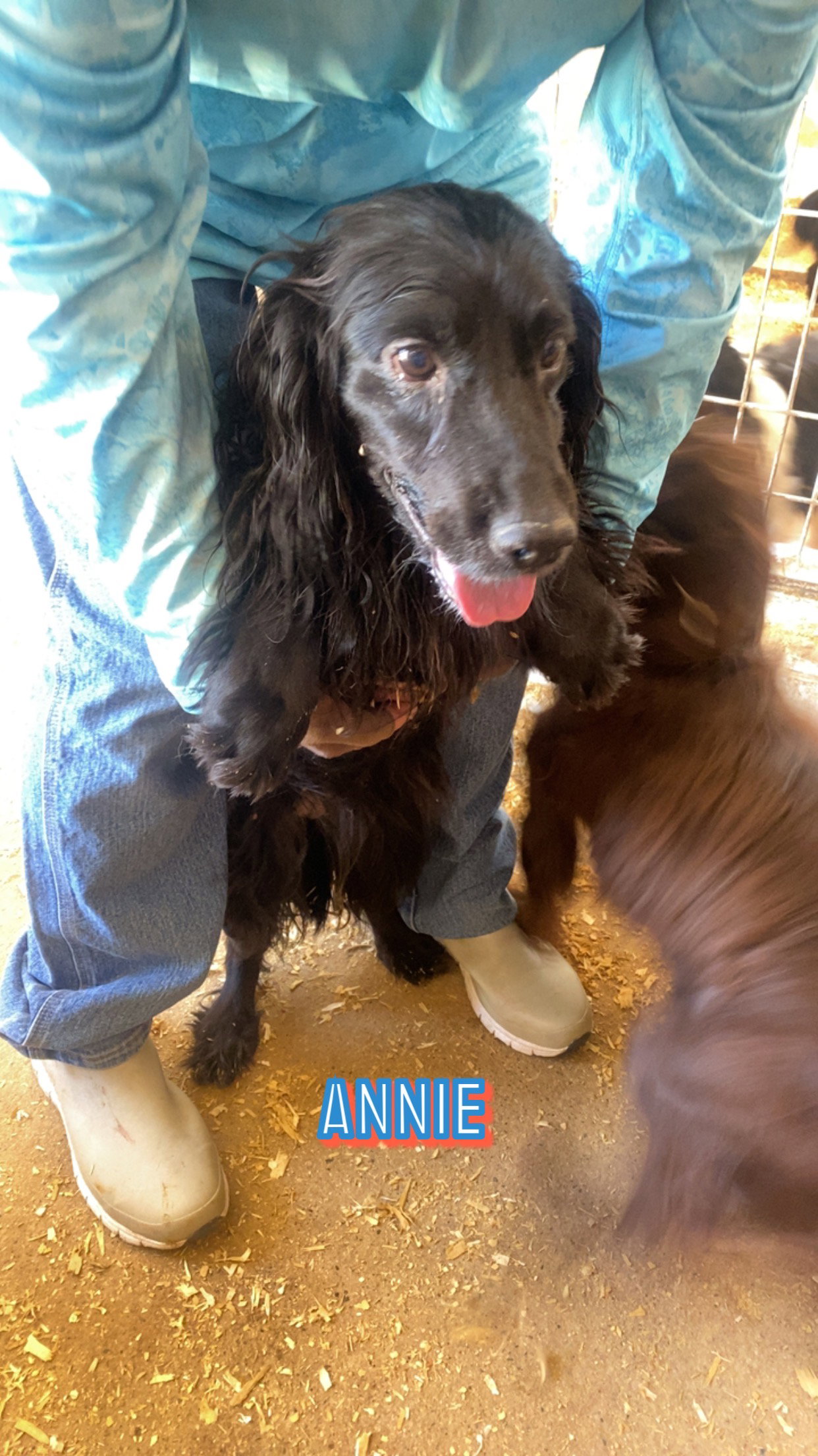 Dog for Adoption Annie, a English Cocker Spaniel in Elk Run Heights