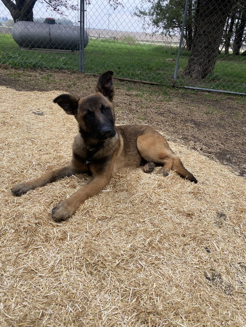 Loki