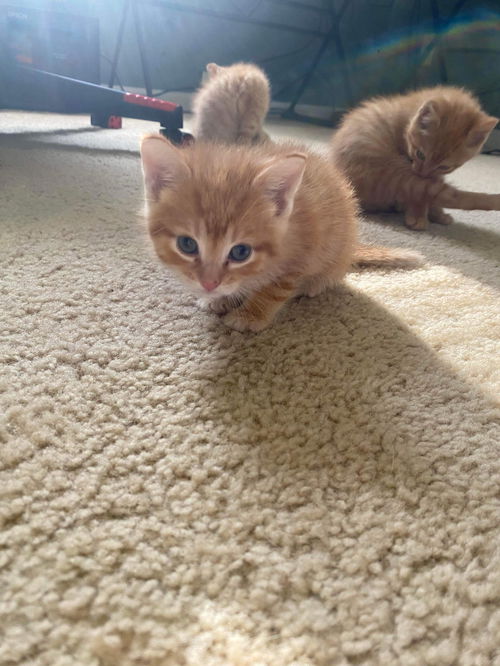 Clementine - Kitty
