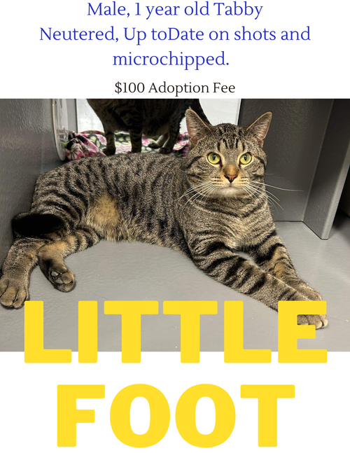Little Foot