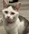 adoptable Cat in , IA named Willa