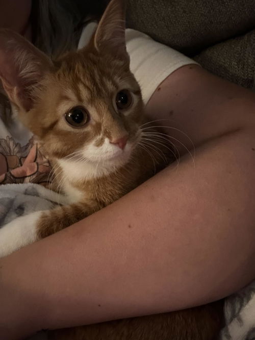 Simba