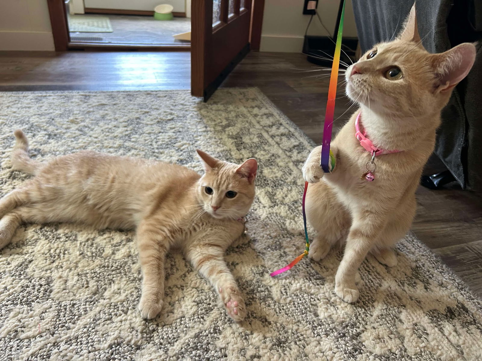 adoptable Cat in Coralville, IA named Pop