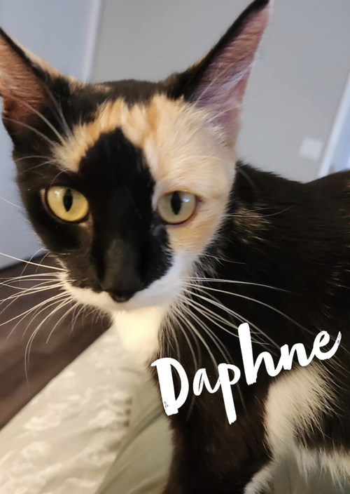 Daphne