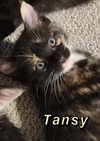 Tansy