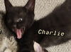 Charlie