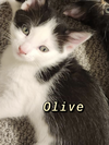 Olive